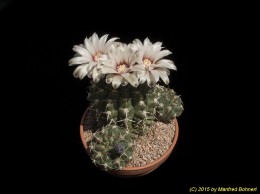 Gymnocalycium spec. 163